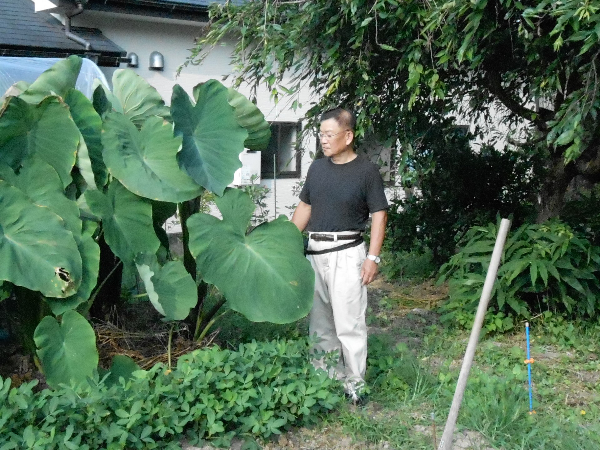 赤芽 大吉 開工房